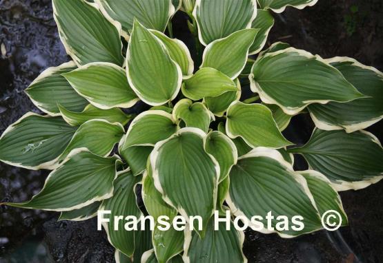 Hosta Lakeside Rocky Top